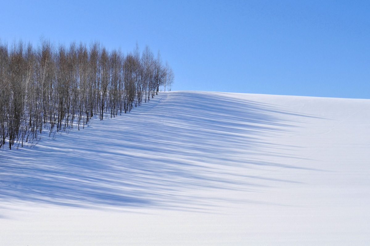 「影の森」のイメージ画像