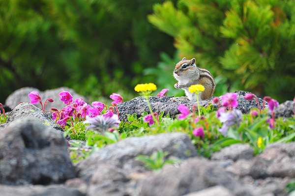 「花園の人気者」のイメージ画像