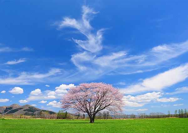 「ブルースカイ」のイメージ画像