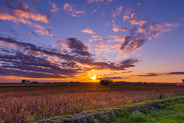 「収穫の頃」のイメージ画像