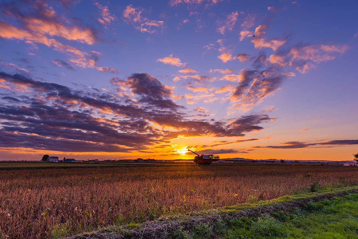 「収穫の頃」のイメージ画像