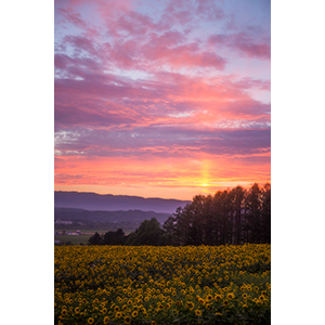 「夏のサンピラー」のイメージ画像