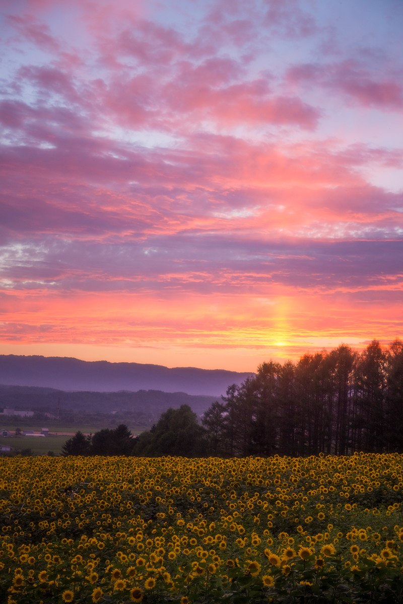 「夏のサンピラー」のイメージ画像