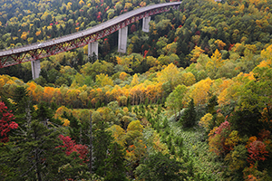 「紅葉ロード」のイメージ画像