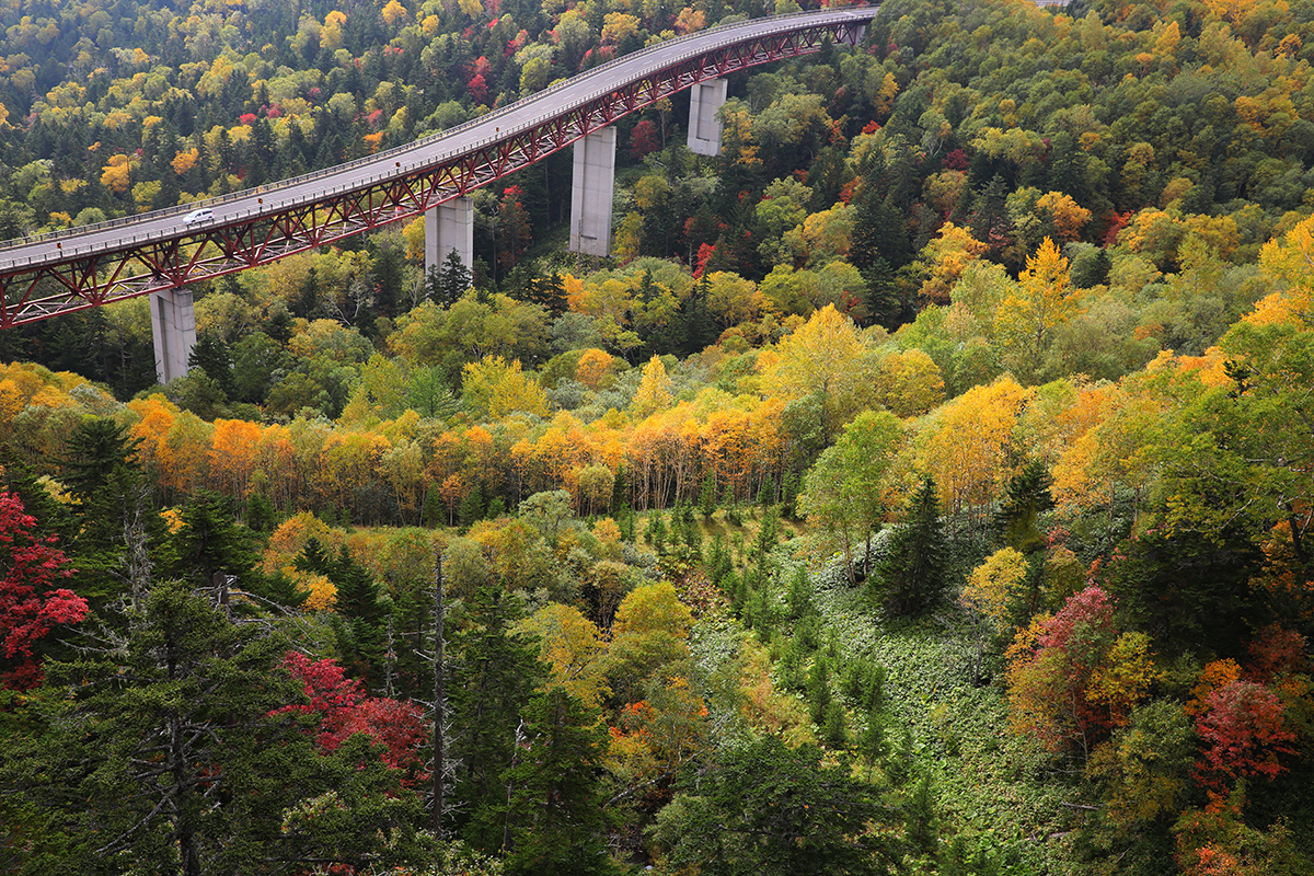 「紅葉ロード」のイメージ画像