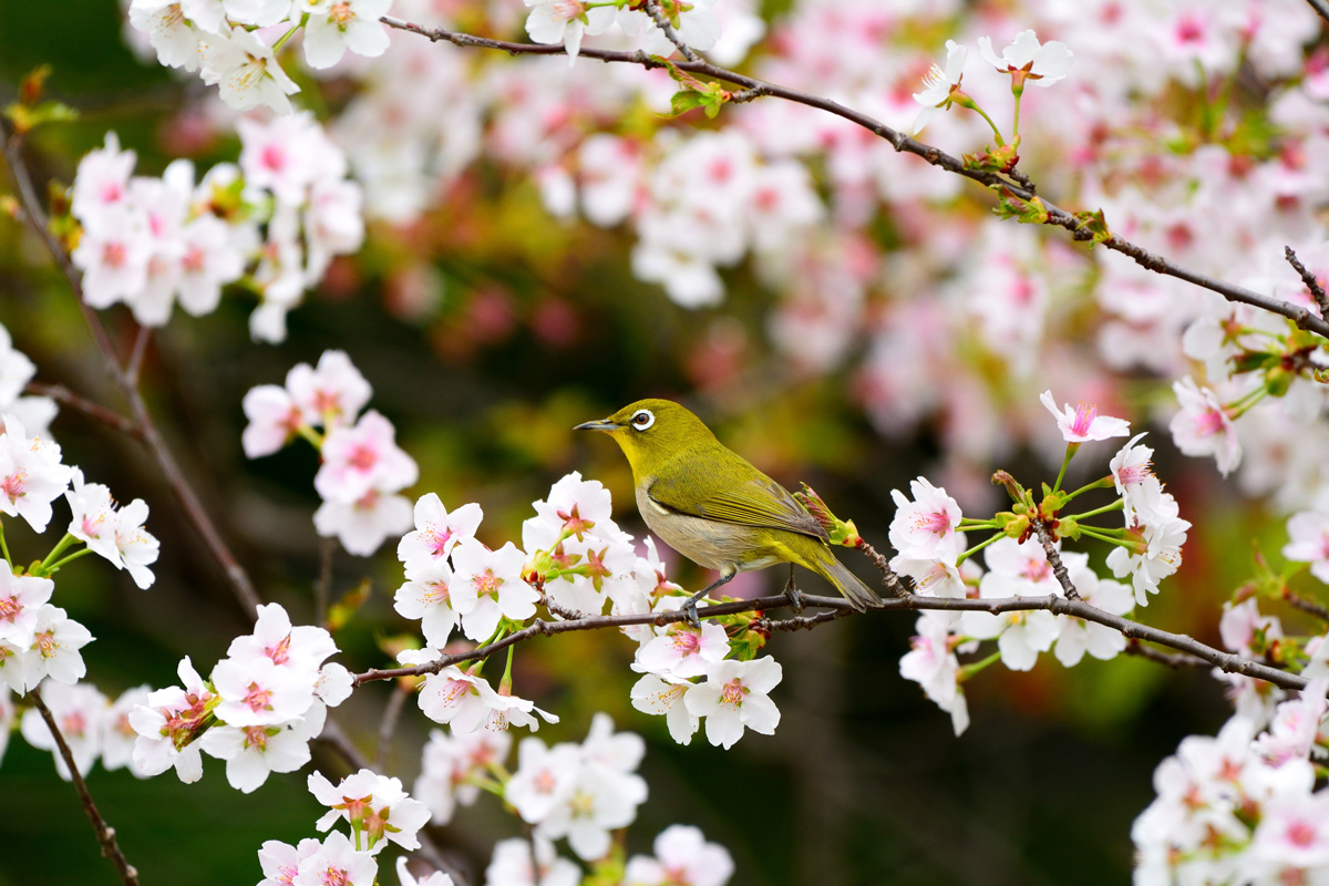 千鳥桜とメジロのイメージ画像