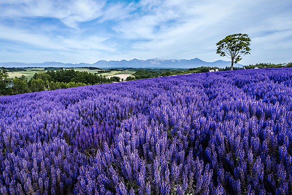 十勝岳遠望のイメージ画像
