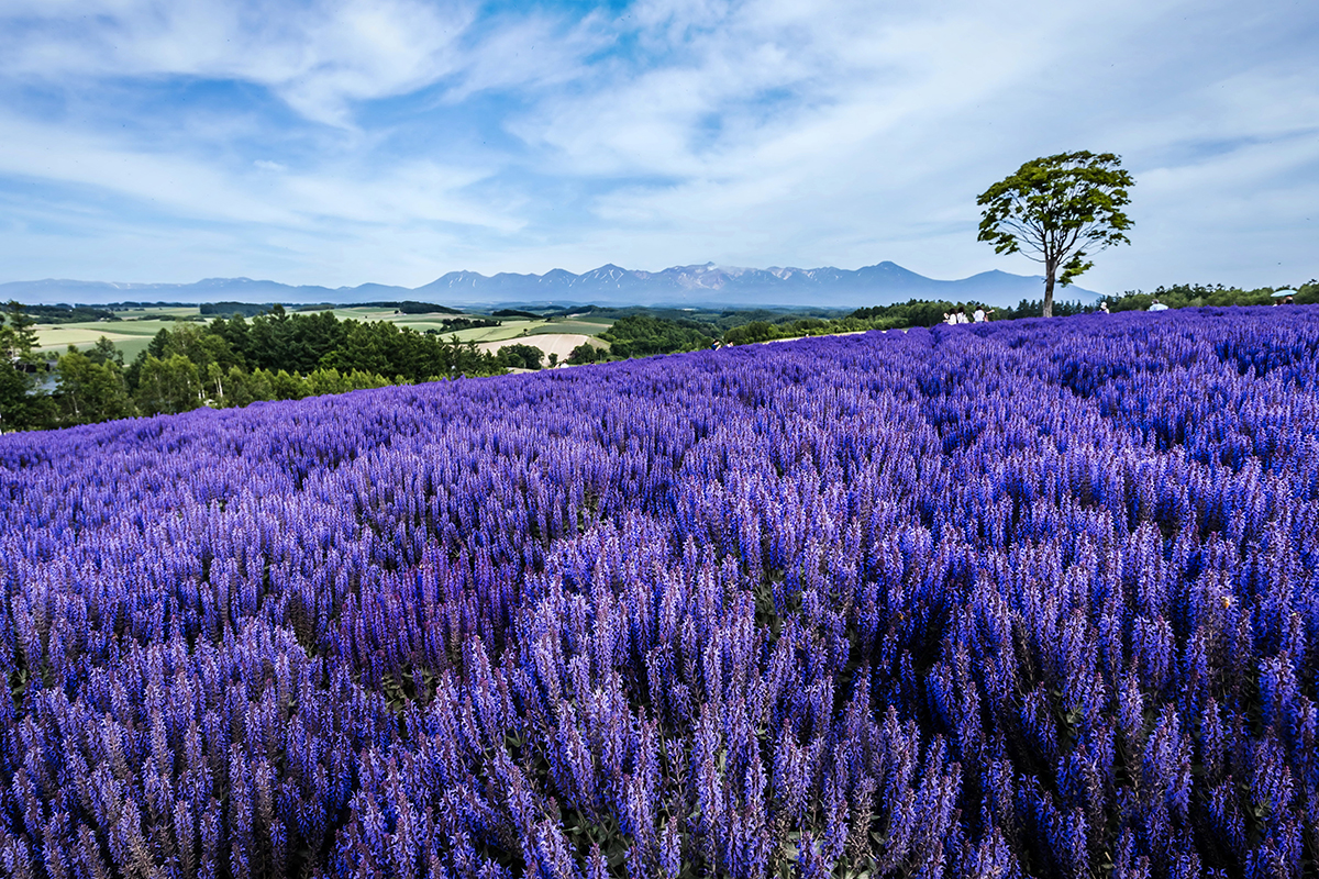 十勝岳遠望のイメージ画像