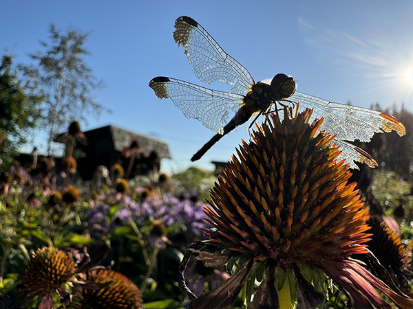 アキノオトズレ