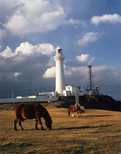 尻屋崎灯台（明治9年初灯）と寒立馬のイメージ画像