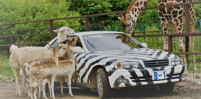 東北サファリパーク