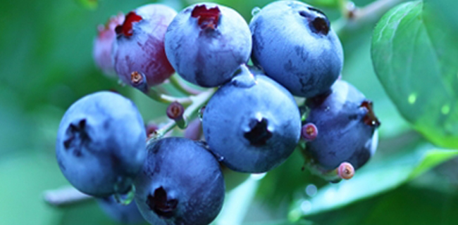 佐久間ブルーベリー農園