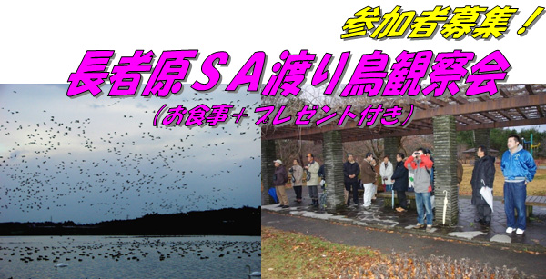 長者原SA 渡り鳥観察会(お食事+プレゼント付き)