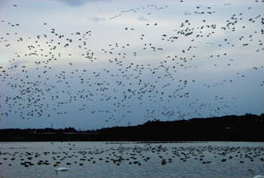 夕方、化女沼に帰ってきた渡り鳥の群れ