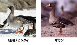 化女沼で観察できる雁(ガン)類 写真提供:池内俊雄氏