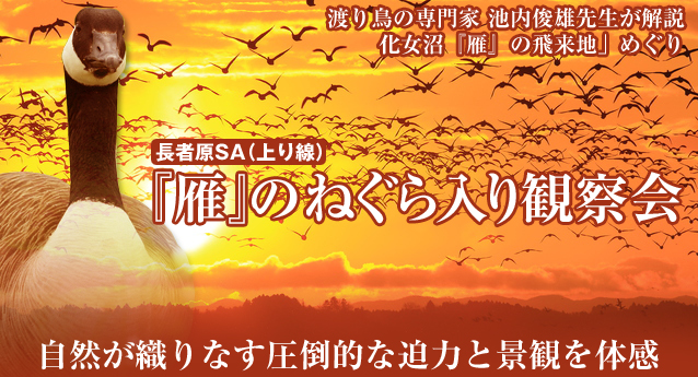 長者原SA 雁のねぐら入り観察会の開催について