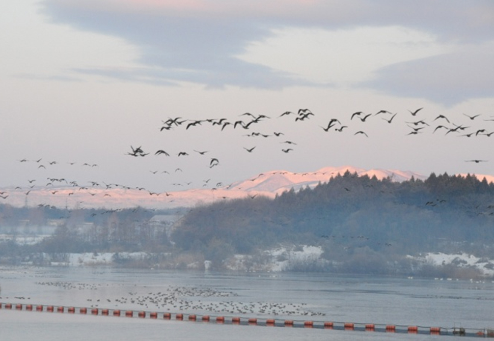 長者原SA 雁のねぐら入り観察会
