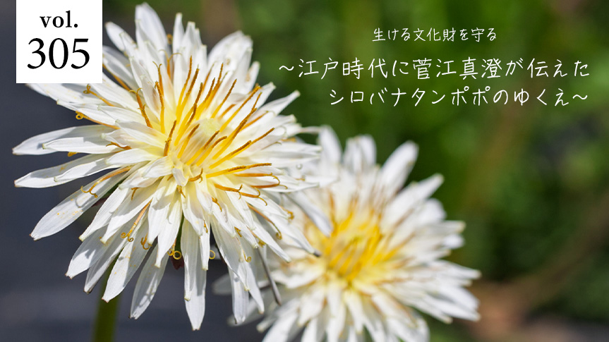 生ける文化財を守る～江戸時代に菅江真澄が伝えたシロバナタンポポのゆくえ～ページへの画像リンク
