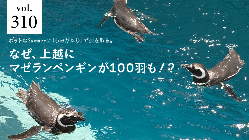 ホットなSummerに「うみがたり」で涼を取る。なぜ、上越にマゼランペンギンが100羽も！？ページへの画像リンク