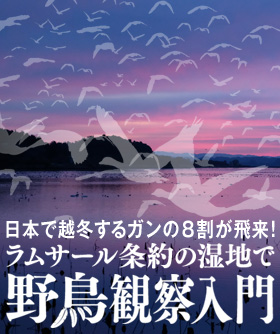 日本で越冬するガンの8割が飛来！ラムサール条約の湿地で、野鳥観察入門