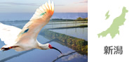 新潟
