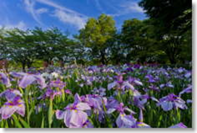 たてばやし花菖蒲.png