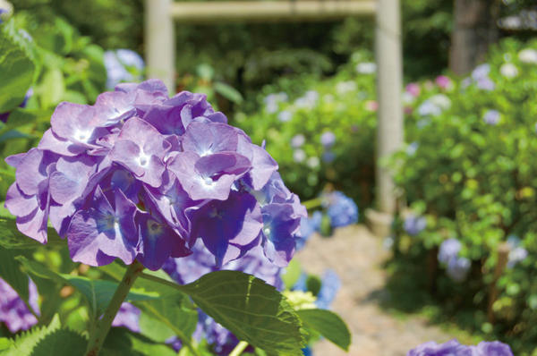 紫陽花写真.jpg