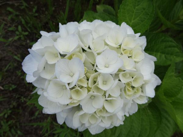 DSC00461.JPG