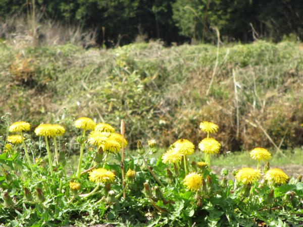 IMG_9782.JPG