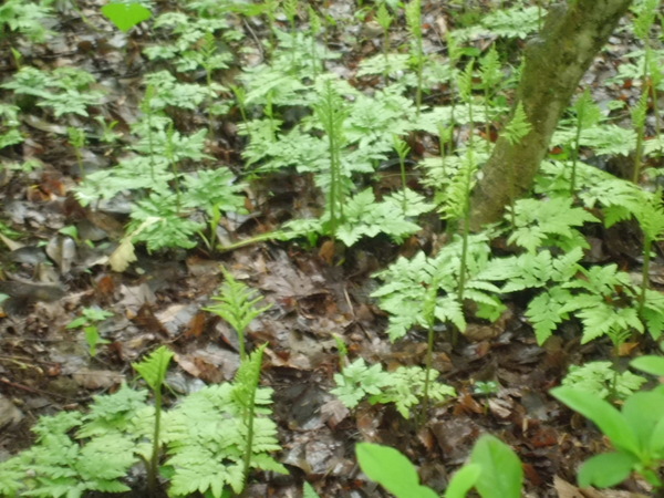 寒蕨.JPG
