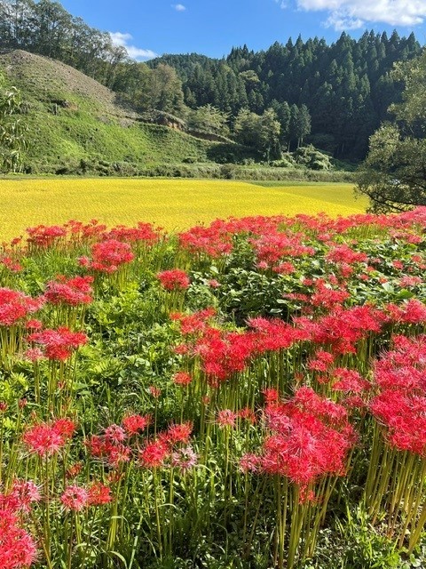 彼岸花.jpg