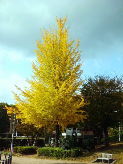 イチョウ.JPG