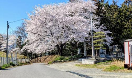 桜2026.jpg