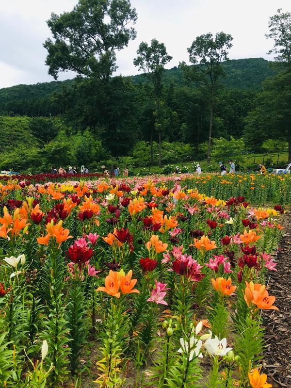 ジュピアランドひらた（ユリ）.jpg