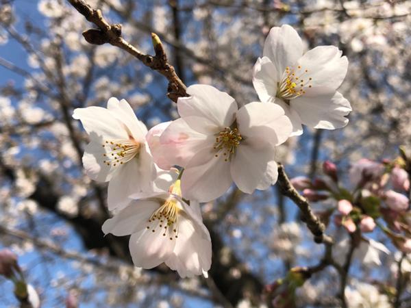 桜アップ.jpeg