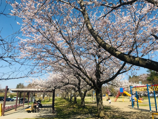 桜のトンネル.png
