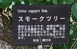 スモークツリー②.jpg