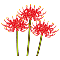illustkun-00971-cluster-amaryllis.png