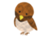 ②すずめ.png