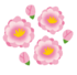 flower_momo.png