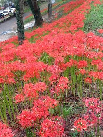 彼岸花.png