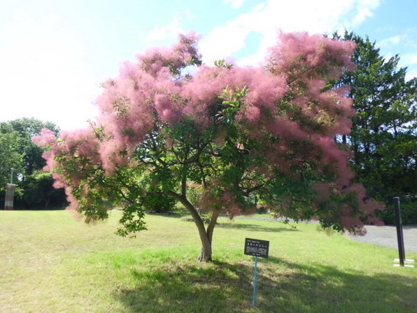 CIMG2766.JPGのサムネール画像