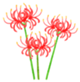 red-spider-lily.png