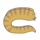 morayeel_01-360x360.png