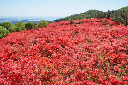 第一展望台からつつじが原を望む-1.jpg