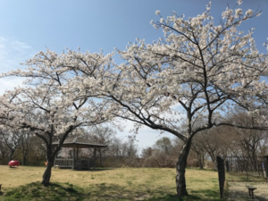長者原㊦桜.png