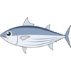 カツオ.png