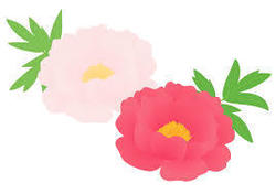 Peony-7.jpg