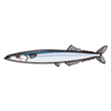 illustkun-03510-saury.png