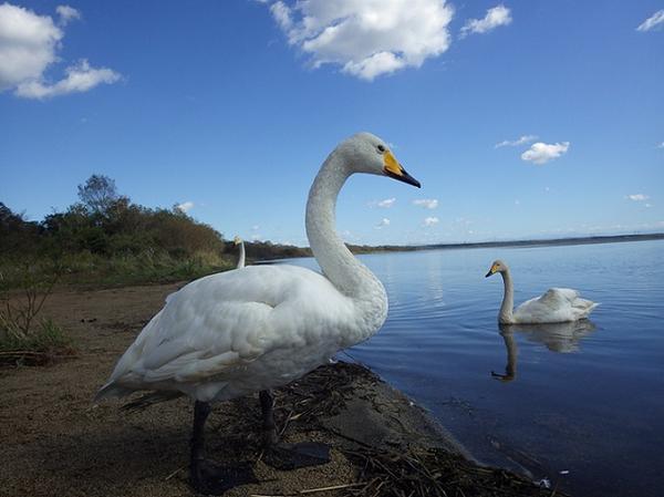 ウトナイ湖20181004 (3).JPG